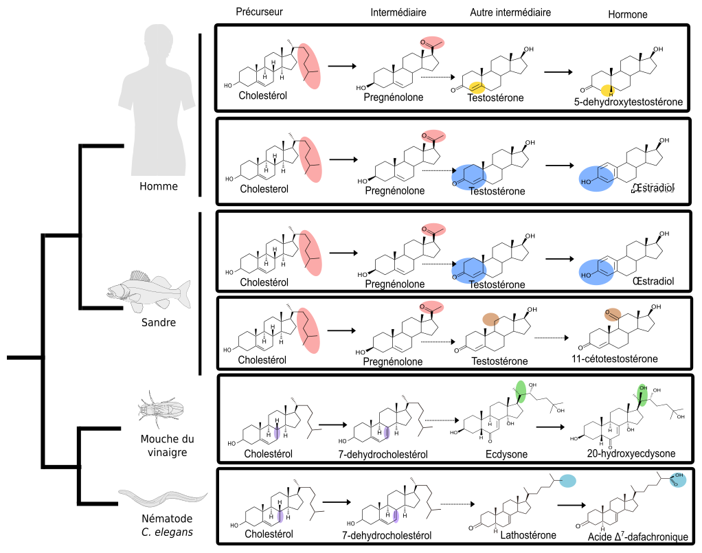 L’évolution des hormones stéroïdes de vertébrés élucidée par l’anatomie